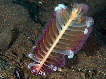 Virgularia sp. 3 - Virgularia sp. 3 - Bali, Indonesia