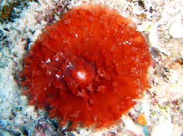Warty Corallimorph - Rhodactis osculifera - Nassau, Bahamas Warty Corallimorph - Rhodactis osculifera - Nassau, Bahamas