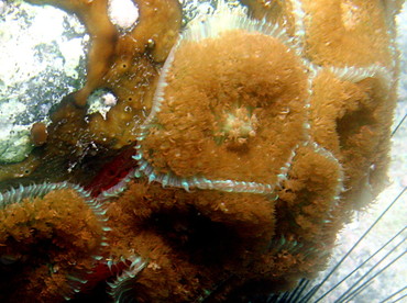 Warty Corallimorph - Rhodactis osculifera - St Kitts Warty Corallimorph - Rhodactis osculifera - St Kitts