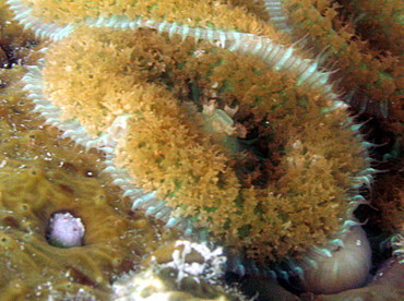Warty Corallimorph - Rhodactis osculifera - St Kitts Warty Corallimorph - Rhodactis osculifera - St Kitts