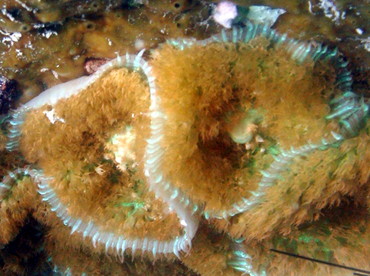 Warty Corallimorph - Rhodactis osculifera - St Kitts Warty Corallimorph - Rhodactis osculifera - St Kitts