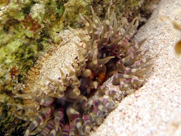 Warty Sea Anemone - Bunodosoma cavernata - St Kitts Warty Sea Anemone - Bunodosoma cavernata - St Kitts