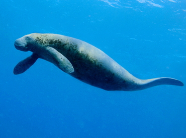 West Indian Manatee - Trichechus manatus - Belize West Indian Manatee - Trichechus manatus - Belize