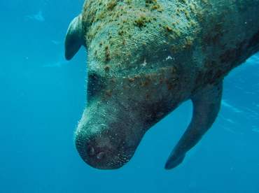 West Indian Manatee - Trichechus manatus - Belize West Indian Manatee - Trichechus manatus - Belize