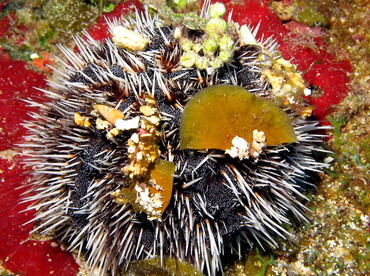 West Indian Sea Egg - Tripneustes ventricosus - Nassau, Bahamas West Indian Sea Egg - Tripneustes ventricosus - Nassau, Bahamas