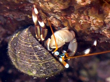 Whitebanded Hermit Crab - Calcinus seurati - Maui, Hawaii Whitebanded Hermit Crab - Calcinus seurati - Maui, Hawaii