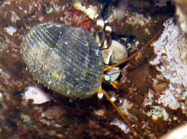 Whitebanded Hermit Crab - Calcinus seurati - Maui, Hawaii Whitebanded Hermit Crab - Calcinus seurati - Maui, Hawaii