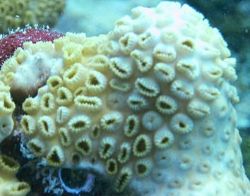 White Encrusting Zoanthid - Palythoa caribaeorum - Key West, Florida