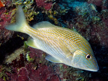 White Grunt - Haemulon plumierii - Belize White Grunt - Haemulon plumierii - Belize