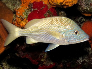 White Grunt - Haemulon plumierii - Cozumel, Mexico White Grunt - Haemulon plumierii - Cozumel, Mexico