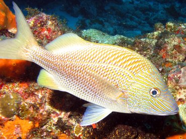 White Grunt - Haemulon plumierii - Isla Mujeres, Mexico White Grunt - Haemulon plumierii - Isla Mujeres, Mexico