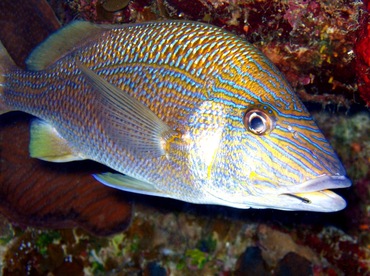 White Grunt - Haemulon plumierii - Turks and Caicos White Grunt - Haemulon plumierii - Turks and Caicos