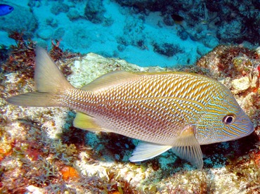 White Grunt - Haemulon plumierii - Isla Mujeres, Mexico White Grunt - Haemulon plumierii - Isla Mujeres, Mexico