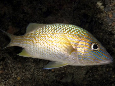 White Grunt - Haemulon plumierii - Belize White Grunt - Haemulon plumierii - Belize