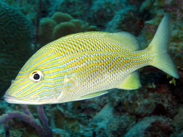 White Grunt - Haemulon plumierii - Grand Cayman White Grunt - Haemulon plumierii - Grand Cayman
