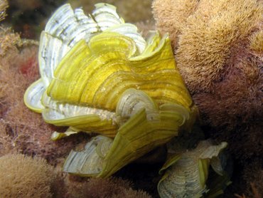 White Scroll Alga - Padina jamaicensis - St Kitts White Scroll Alga - Padina jamaicensis - St Kitts