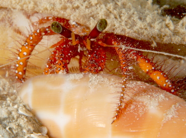 White-spotted Hermit Crab - Dardanus megistos - Fiji