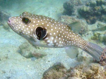 Whitespotted Puffer - Arothron hispidus - Big Island, Hawaii Whitespotted Puffer - Arothron hispidus - Big Island, Hawaii