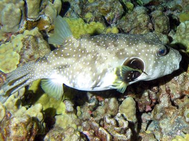 Whitespotted Puffer - Arothron hispidus - Palau Whitespotted Puffer - Arothron hispidus - Palau