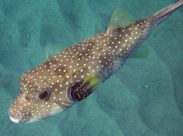 Whitespotted Puffer - Arothron hispidus - Maui, Hawaii Whitespotted Puffer - Arothron hispidus - Maui, Hawaii