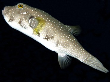 Whitespotted Puffer - Arothron hispidus - Palau Whitespotted Puffer - Arothron hispidus - Palau