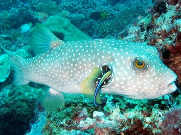 Whitespotted Puffer - Arothron hispidus - Palau Whitespotted Puffer - Arothron hispidus - Palau