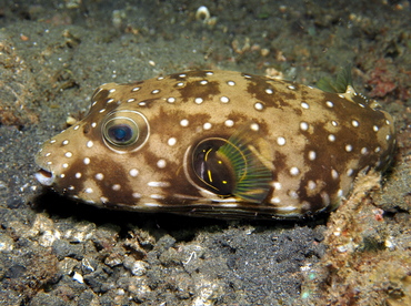 Whitespotted Puffer - Arothron hispidus - Lembeh Strait, Indonesia Whitespotted Puffer - Arothron hispidus - Lembeh Strait, Indonesia