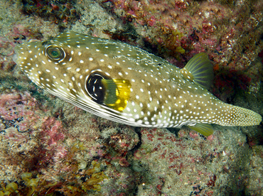 Whitespotted Puffer - Arothron hispidus - Cabo San Lucas, Mexico Whitespotted Puffer - Arothron hispidus - Cabo San Lucas, Mexico
