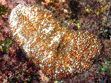 Whitespotted Sea Cucumber - Actinopyga varians - Maui, Hawaii Whitespotted Sea Cucumber - Actinopyga varians - Maui, Hawaii
