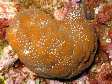 Whitespotted Sea Cucumber - Actinopyga varians - Maui, Hawaii Whitespotted Sea Cucumber - Actinopyga varians - Maui, Hawaii
