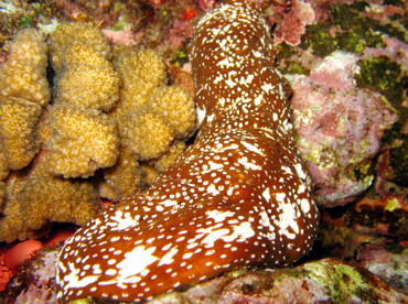 Whitespotted Sea Cucumber - Actinopyga varians - Maui, Hawaii Whitespotted Sea Cucumber - Actinopyga varians - Maui, Hawaii