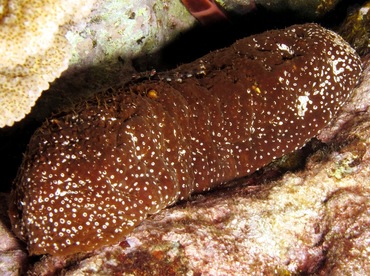 Whitespotted Sea Cucumber - Actinopyga varians - Maui, Hawaii Whitespotted Sea Cucumber - Actinopyga varians - Maui, Hawaii