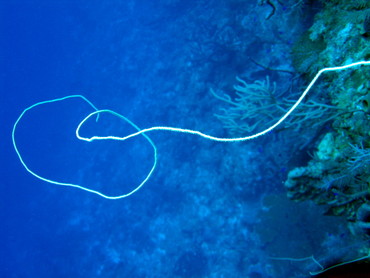Wire Coral - Cirrhipathes leutkeni - Turks and Caicos