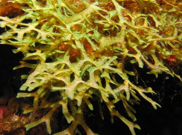 Y Branched Algae - Dictyota sp. - Bonaire Y Branched Algae - Dictyota sp. - Bonaire