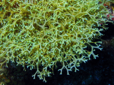 Y Branched Algae - Dictyota sp. - Grand Cayman Y Branched Algae - Dictyota sp. - Grand Cayman