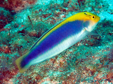 Yellowcheek Wrasse - Halichoeres cyanocephalus - Palm Beach, Florida Yellowcheek Wrasse - Halichoeres cyanocephalus - Palm Beach, Florida