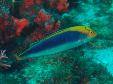 Yellowcheek Wrasse - Halichoeres cyanocephalus - Palm Beach, Florida Yellowcheek Wrasse - Halichoeres cyanocephalus - Palm Beach, Florida