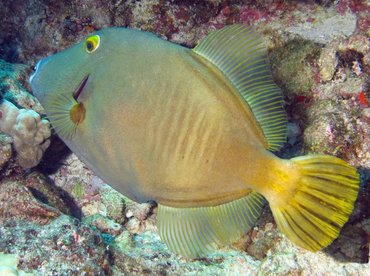 Yelloweye Filefish - Cantherhines dumerilii - Lanai, Hawaii Yelloweye Filefish - Cantherhines dumerilii - Lanai, Hawaii