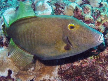 Yelloweye Filefish - Cantherhines dumerilii - Lanai, Hawaii Yelloweye Filefish - Cantherhines dumerilii - Lanai, Hawaii