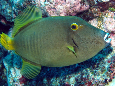 Yelloweye Filefish - Cantherhines dumerilii - Big Island, Hawaii Yelloweye Filefish - Cantherhines dumerilii - Big Island, Hawaii