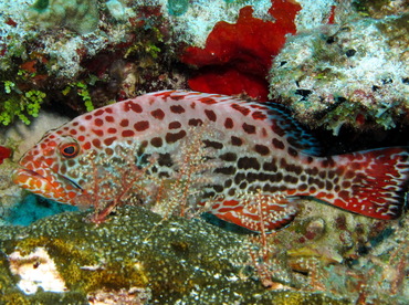Yellowfin Grouper - Mycteroperca venenosa - Cozumel, Mexico Yellowfin Grouper - Mycteroperca venenosa - Cozumel, Mexico