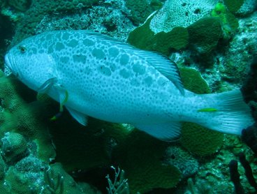 Yellowfin Grouper - Mycteroperca venenosa - Turks and Caicos Yellowfin Grouper - Mycteroperca venenosa - Turks and Caicos