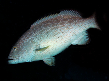 Yellowfin Grouper - Mycteroperca venenosa - Cozumel, Mexico Yellowfin Grouper - Mycteroperca venenosa - Cozumel, Mexico