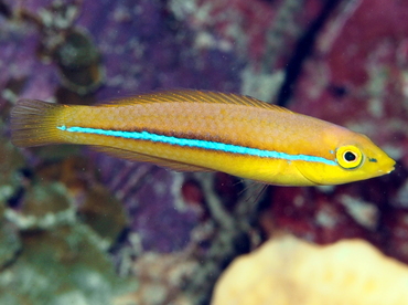Yellowhead Wrasse - Halichoeres garnoti - Grand Cayman