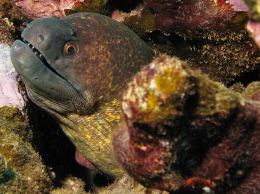Yellowmargin Moray Eel - Gymnothorax flavimarginatus - Lanai, Hawaii Yellowmargin Moray Eel - Gymnothorax flavimarginatus - Lanai, Hawaii