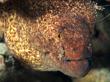 Yellowmargin Moray Eel - Gymnothorax flavimarginatus - Big Island, Hawaii Yellowmargin Moray Eel - Gymnothorax flavimarginatus - Big Island, Hawaii