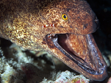 Yellowmargin Moray Eel - Gymnothorax flavimarginatus - Big Island, Hawaii Yellowmargin Moray Eel - Gymnothorax flavimarginatus - Big Island, Hawaii
