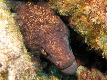 Yellowmargin Moray Eel - Gymnothorax flavimarginatus - Big Island, Hawaii Yellowmargin Moray Eel - Gymnothorax flavimarginatus - Big Island, Hawaii