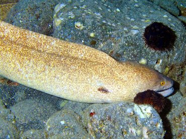 Yellowmargin Moray Eel - Gymnothorax flavimarginatus - Big Island, Hawaii Yellowmargin Moray Eel - Gymnothorax flavimarginatus - Big Island, Hawaii