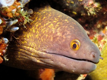 Yellowmargin Moray Eel - Gymnothorax flavimarginatus - Dumaguete, Philippines Yellowmargin Moray Eel - Gymnothorax flavimarginatus - Dumaguete, Philippines